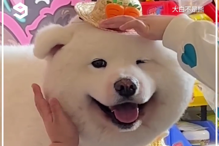 Meet This Very Round and Fluffy Samoyed